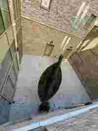 Bancroft & Wickford Street, Tower Hamlets image 4